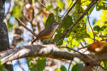 Fawn breasted Wren photographed in Corumba, Mato Grosso do Sul. Pantanal Biome. Picture made in 2017.