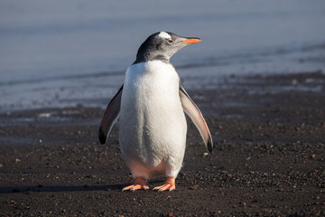 Naklejka premium Gentoo Penguin standing on rocky seashore