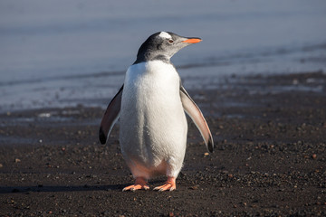 Gentoo Penguin standing on rocky seashore