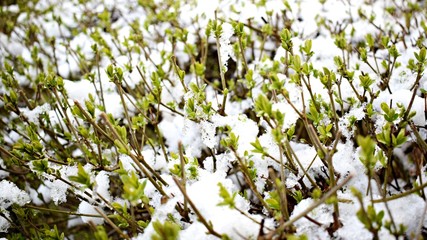 Wild privet buds in snow