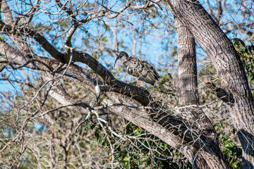 Eurasian Curlew photographed in Corumba, Mato Grosso do Sul. Pantanal Biome. Picture made in 2017.