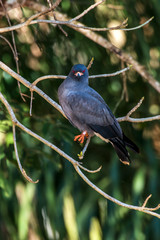 Snail kite photographed in Corumba, Mato Grosso do Sul. Pantanal Biome. Picture made in 2017.