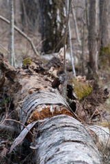Birch tree decomposing in forest
