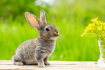 Portrait of a cute fluffy gray rabbit with ears on a natural green background