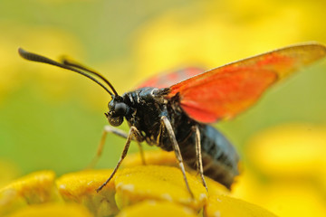 Fototapeta premium Nahansicht eines Sechsfleck-Widderchen