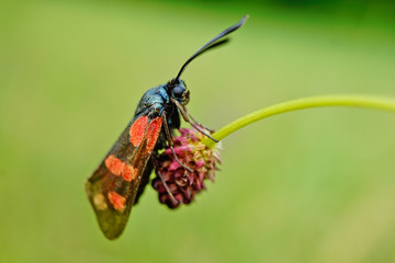 Nahansicht eines Sechsfleck-Widderchen