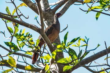 Chaco Chachalaca photographed in Corumba, Mato Grosso do Sul. Pantanal Biome. Picture made in 2017.
