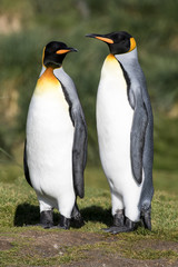 King Penguin at  Fortunia Bay South Georgia