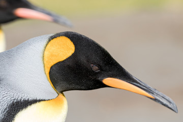 King Penguin at  Fortunia Bay South Georgia