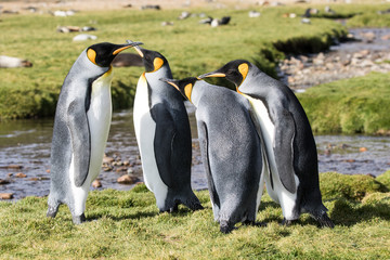 King Penguin colony at  Fortunia Bay South Georgia