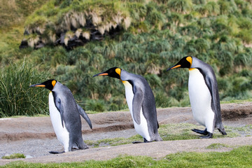 Obraz premium King Penguins at Fortunia Bay South Georgia