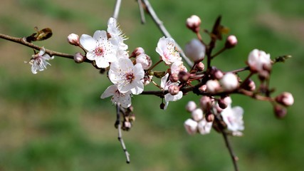 Pink flowers of cherry