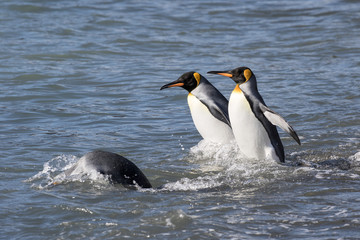 Fototapeta na wymiar King Penguins diving into water at Fortunia Bay South Georgia