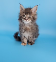 Maine coon kitten on blue background