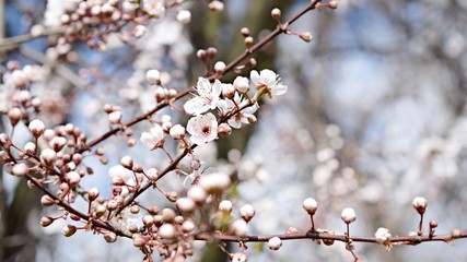Branch with cherry flowers