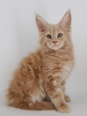 Obraz premium Maine coon kitten on white background