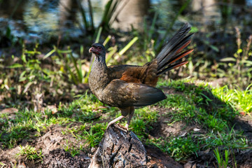 Chaco Chachalaca photographed in Corumba, Mato Grosso do Sul. Pantanal Biome. Picture made in 2017.