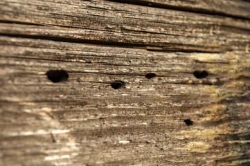 bright wood texture with cracks and holes from beetles