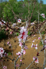 Domesticated Prunus dulcis commonly known as sweet almond tree, with fresh twigs, brunches abundant in pale-pink flowers on 