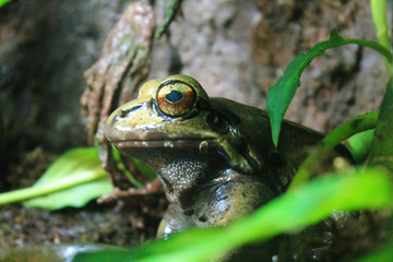 Toad