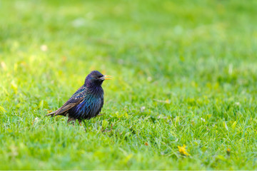 European starling in green grass