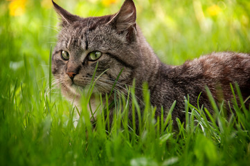 Cat striped adult lies in the grass close-up. Summer is sunny.