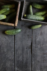 Fresh cucumbers on a old wooden background