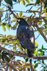 Great Black Hawk photographed in Corumbá, Mato Grosso do Sul. Pantanal Biome. Picture made in 2017.