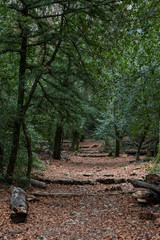 Nature landscape of autumn, Footpath in dark forest, road to grotto Maria Magdalena, The earth is covered with yellow leaves, Pathway with journey concept, Road trip through rows of tree trunks