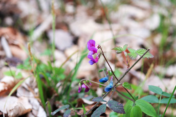 purple flower blooms in full at the park