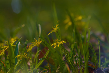 Spring flowers, Gagea, lily, blooming in the grass, macro, closeup, nature, vegetation