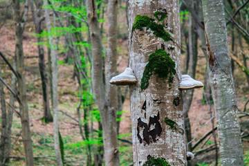 Wood mushrooms grow on a tree in a forest