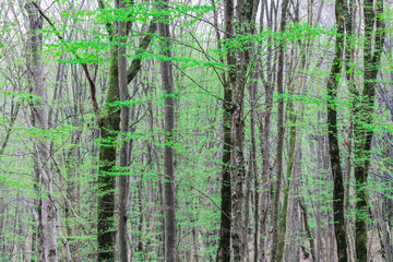  Moss on a tree in the forest around the leaves