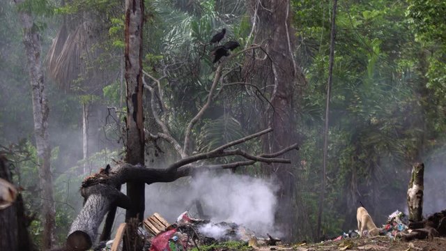 Asian dump. a bunch of garbage smoking. smoldering food waste, plastic and organics. ecological catastrophy. palm trees on the background. unsorted trash. processing plant.