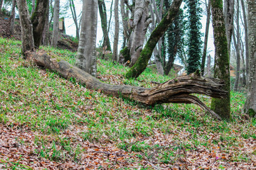  a log lying on the ground among the fallen leaves in the forest