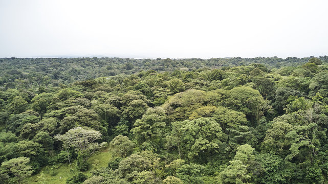 jungle aerial shot green trees