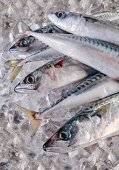.chilled mackerel on ice