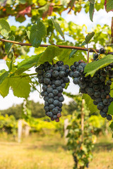 Naklejka premium Close up of berries and leaves of grape-vine. Single bunch of ripe red wine grapes hanging on a vine on green leaves background. Plantation of grape-bearing vines, grown for wine making, vinification.