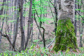 Fototapeta premium Moss on a tree in the forest around the leaves