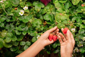 Above view of unrecognizable woman harvesting ripe strawberry in garden