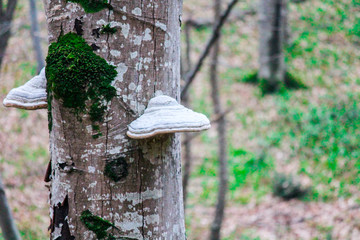 Mushroom tinder fungus grows on a tree in the forest