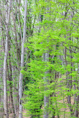  Moss on a tree in the forest around the leaves
