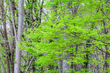 Moss on a tree in the forest around the leaves