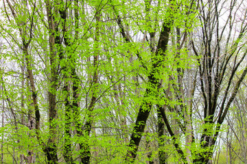  Moss on a tree in the forest around the leaves