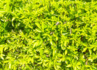Fresh green leaves as background, sunlight, sunny day