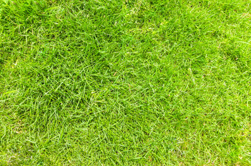 Fresh green grass as a background, sunlight