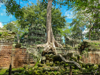 Banyan tree on the ancient wall, Angkor Wat temple, Siem Reap, Cambodia