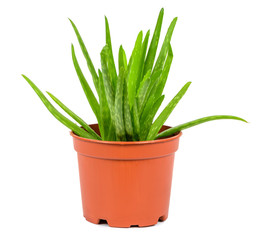 Aloe plant in a pot on white background