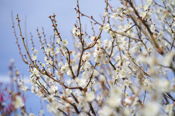 梅の花