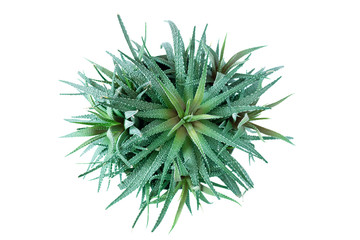 Green sharp cactus leaves top view isolate